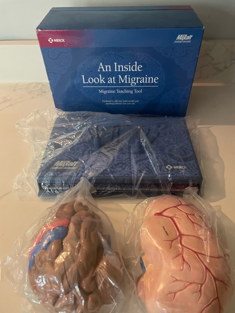 Merck Maxalt Brain Model - Picture 3 of 7